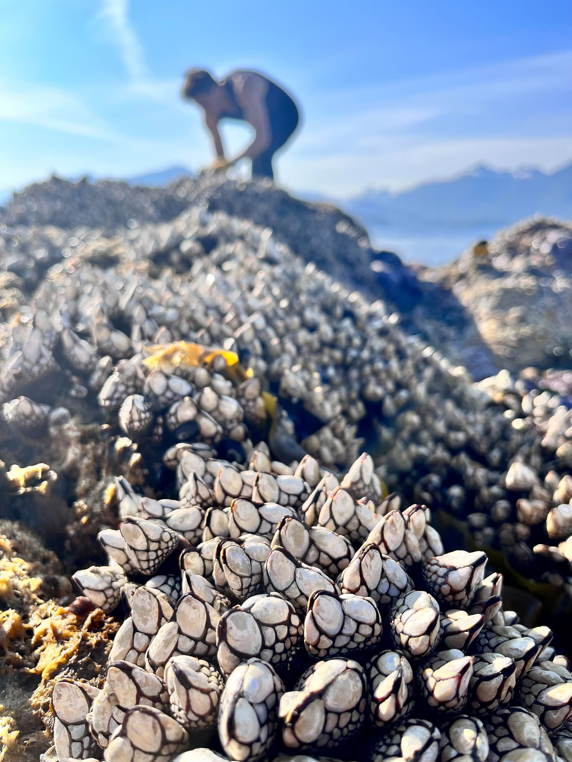 A Day In The Life: Harvesting Gooseneck Barnacles