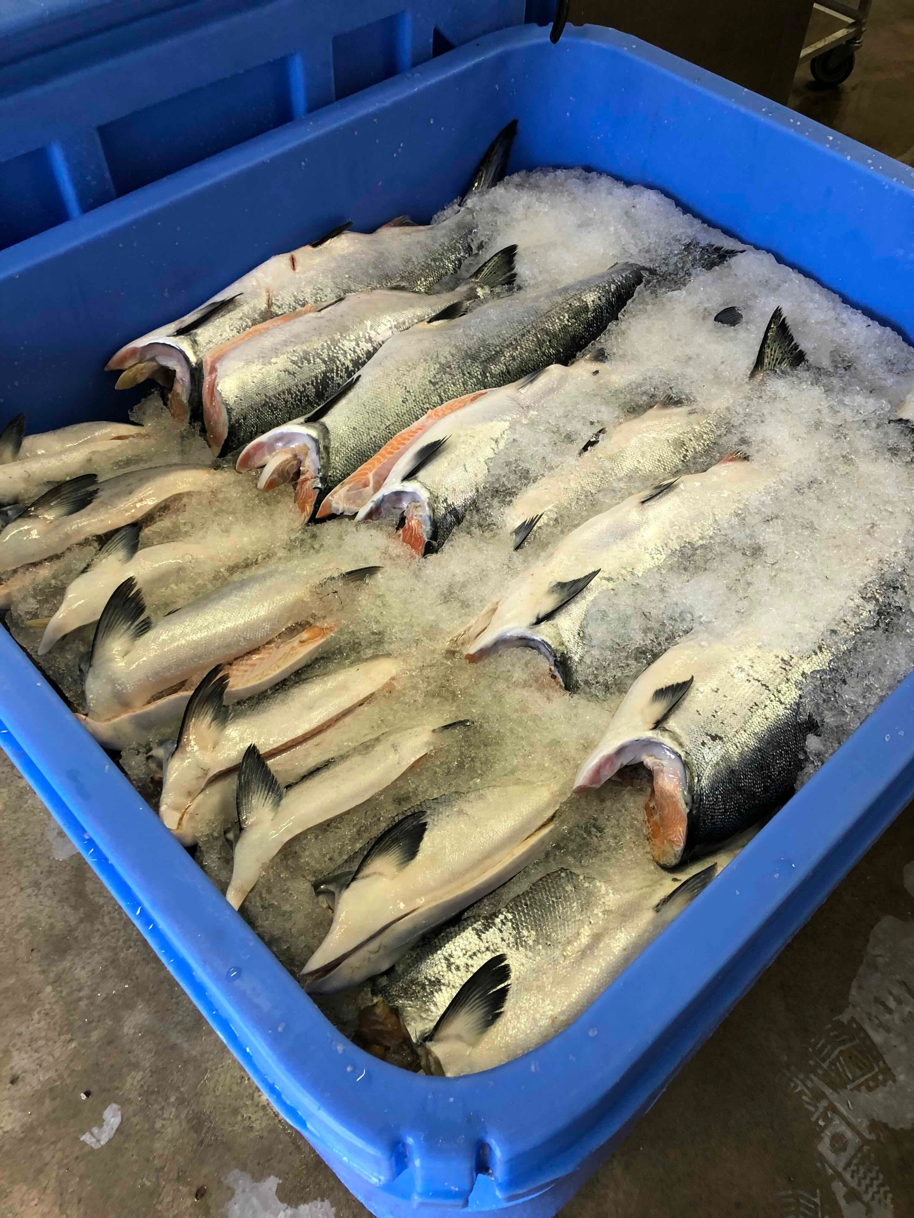 Fried King Salmon Cheeks