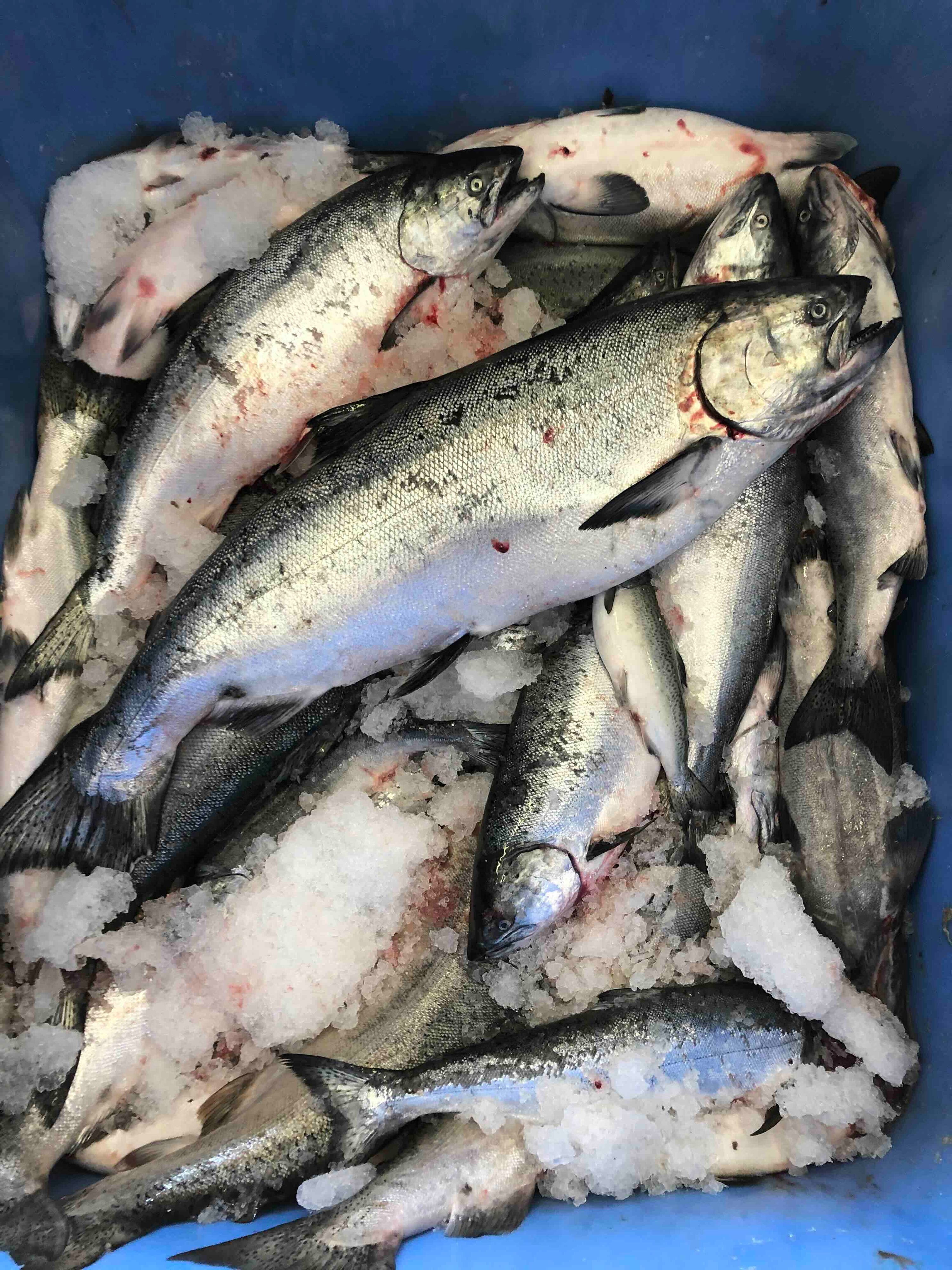 Fried King Salmon Cheeks