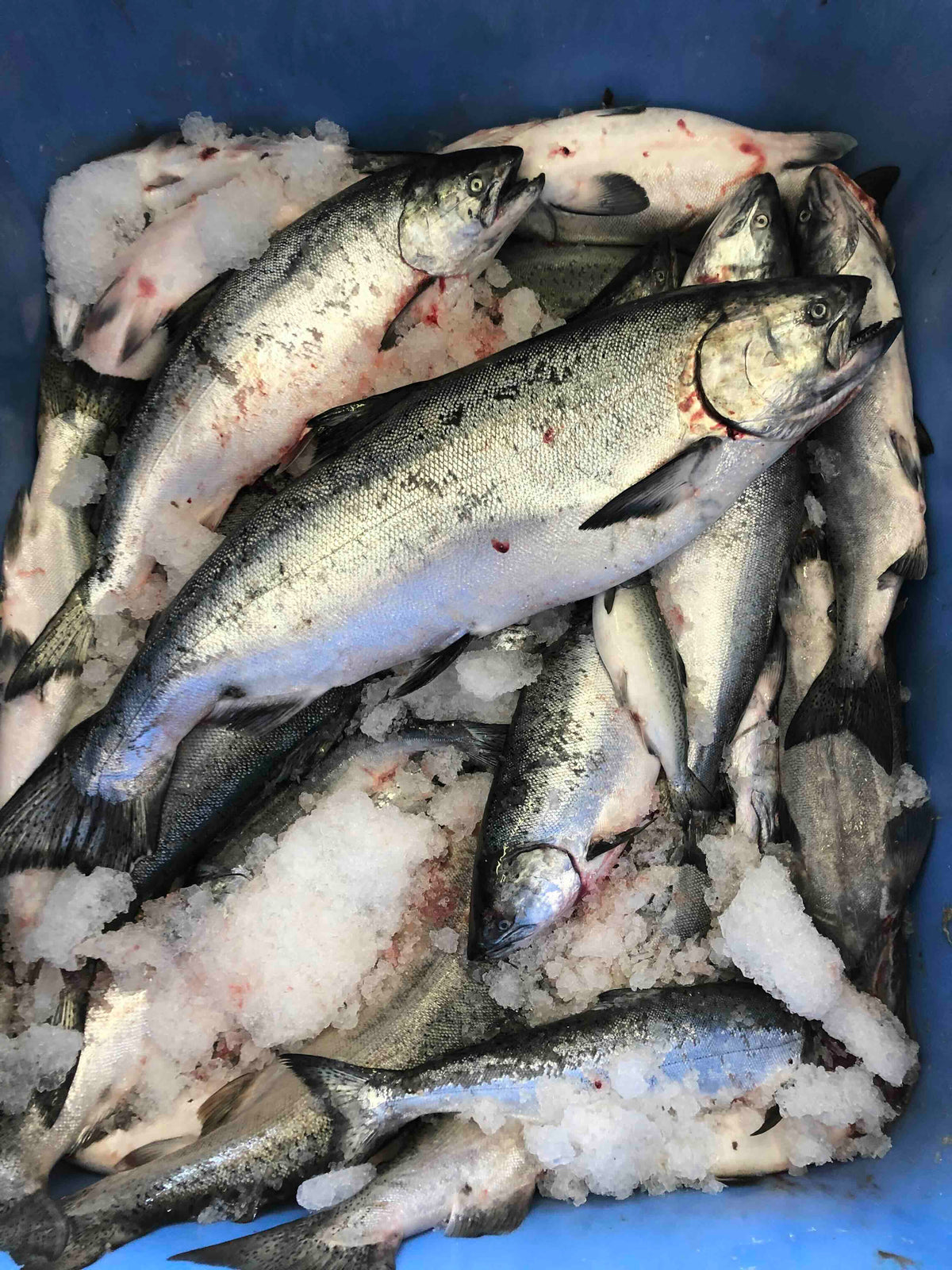 Fried King Salmon Cheeks – Wildfish Cannery